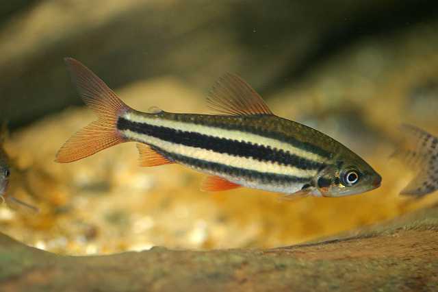 FH_ZA_0016(Leporinus striata).jpg
